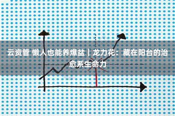 云资管 懒人也能养爆盆｜龙力花：藏在阳台的治愈系生命力
